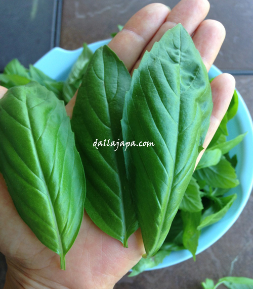 largebasil