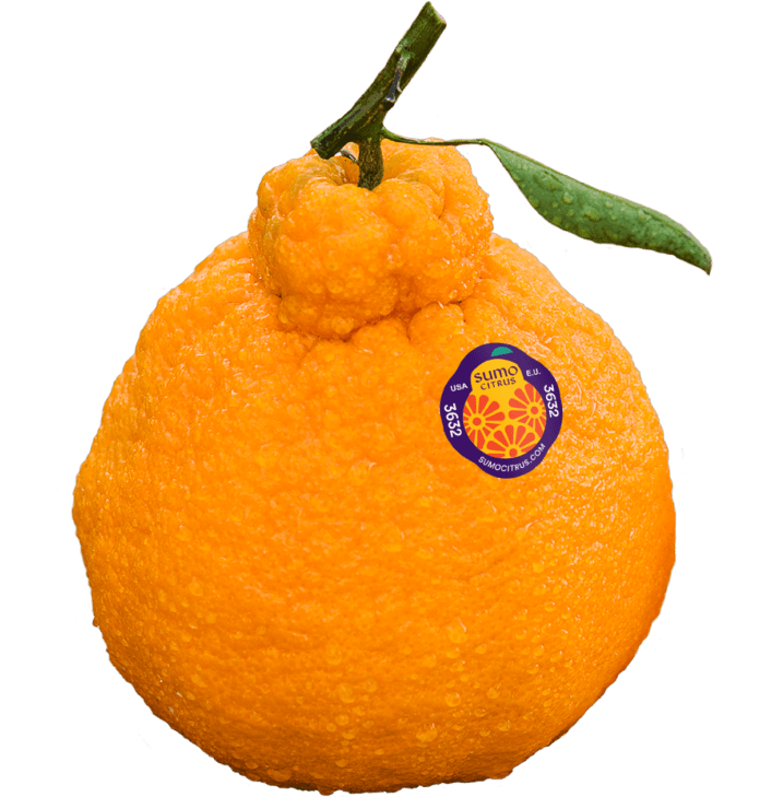 sumocitrus-696x729.png